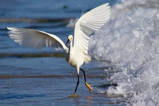 snowy egret