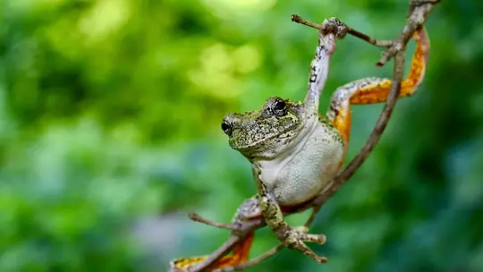 Gray Treefrog