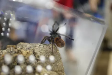 Men?s Basketball Announces Spider Naming Contest