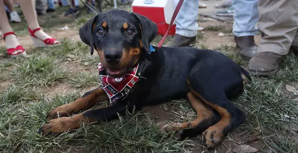 Dachshund wearing Alabama bandana