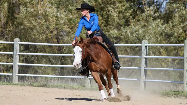 A rider in a blue shirt and black cowboy hat galloping a chestnut horse with a white face in a training ring.