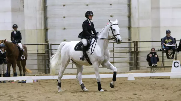 An equestrian rider in a dark jacket and helmet riding a white horse in an indoor dirt arena, with judges and spectators seated in the background.