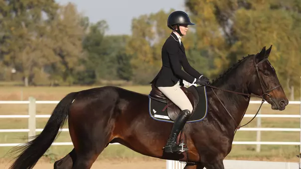 Photo of the horse Mambo, which is one of the horses up for sale June 1on the 2026 Horse Sale sponsored by the South Dakota State equestrian program