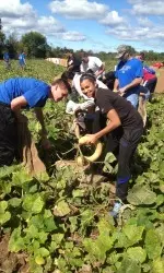 54 SHU student-athletes harvested 36,500 pounds of squash in two hours