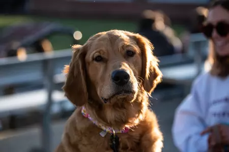 Dog-Bark In The Park