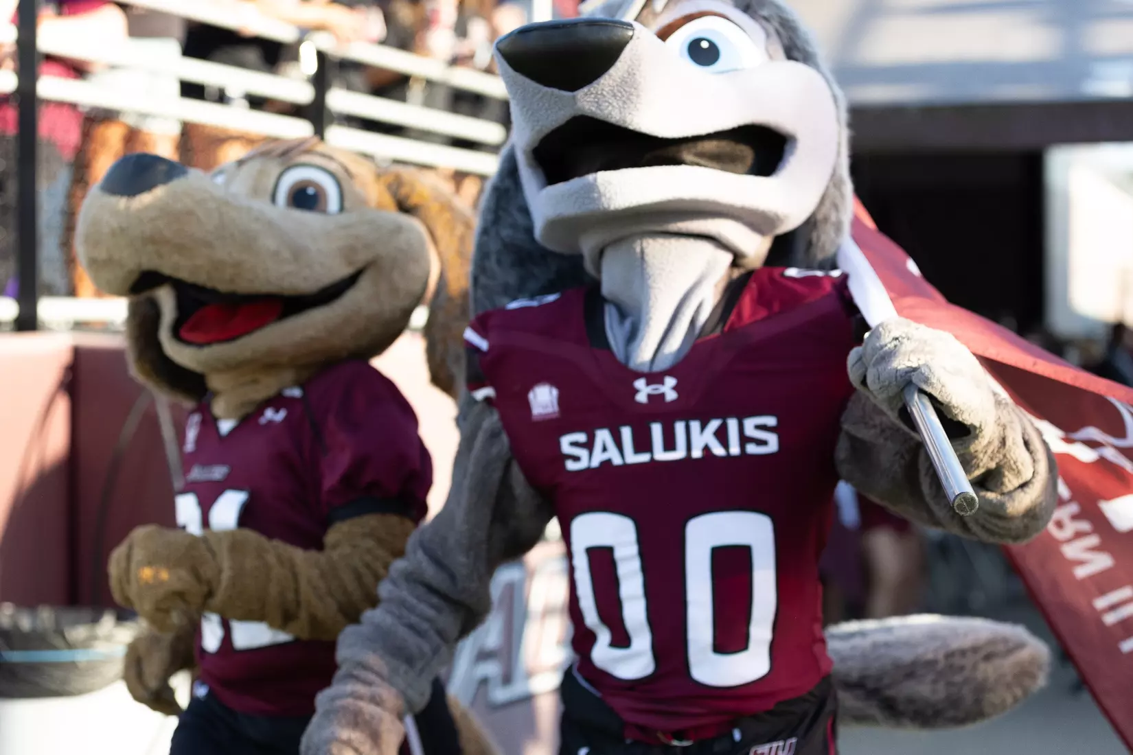 Brown Dawg and Grey Dawg