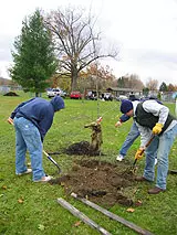Arbor Day Comes Early for Men's Lacrosse Team Image