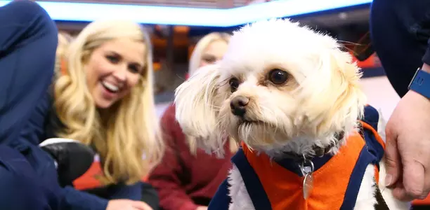 A furry friend decked out in orange on Doggy Dome Day.