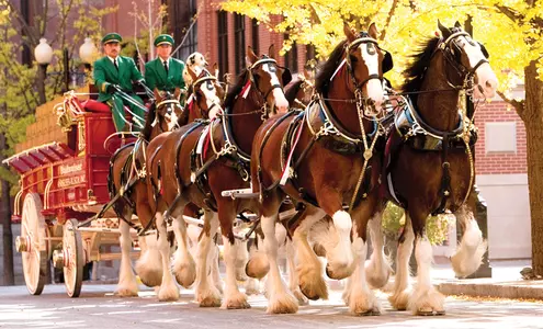 Clydesdales