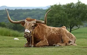 Bevo