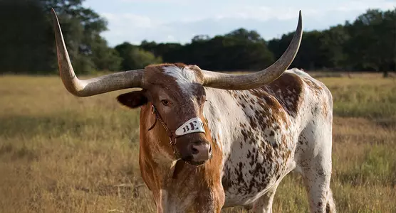 Bevo