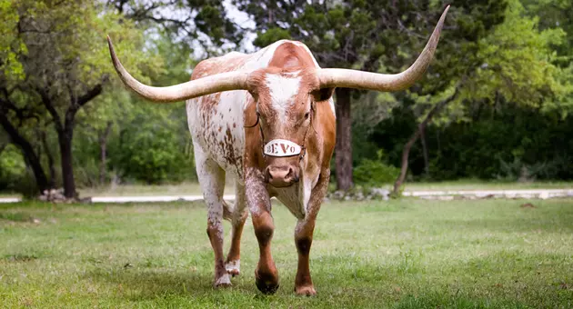 Bevo XIV