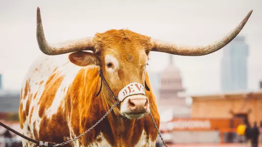Bevo - Texas Relays
