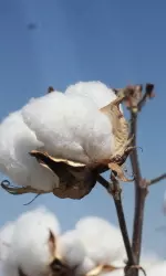 Texas Tech will host the 'National Cotton Game' Saturday against New Mexico.