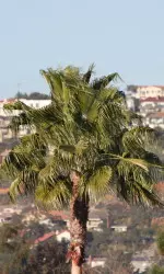 The Texas Tech track and field team opened outdoor practice Tuesday in San Diego.