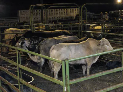 Rodeo Wraps Up Pre-Christmas Schedule Image