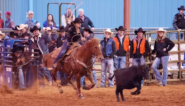 Rodeo