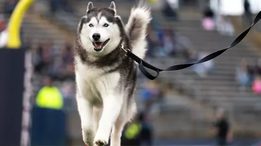 UConn Huskies