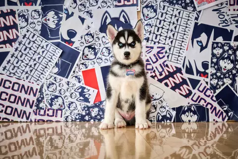 Jonathan XV sits in front of a banner at the men's basketball practice court at the Werth Family UConn Basketball Championship Center on June 20, 2023. (Peter Morenus/UConn Photo)
