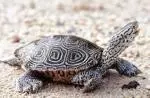Fear The Turtle! Save A Terrapin