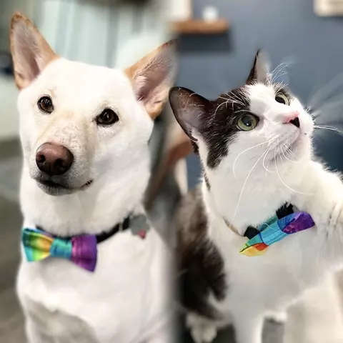 JJ Ferreira's dog and cat with Rainbow bow ties