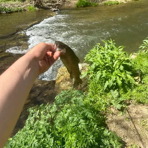 Michael Hershey fly fishing