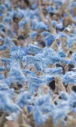 Carolina Football Fuels Chapel Hill Visitor Economy