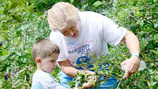 Blueberry Patch Ready For Picking