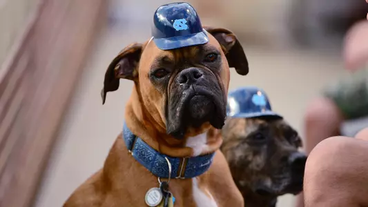 Bark At The Bosh Set For May 18