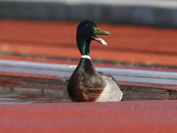 Walker's Pace: Florida Takes Over Top Spot in Poll