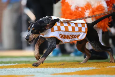 KNOXVILLE, TN - SEPTEMBER 24, 2016 - Smokey X dog during the game between the Florida Gators and the Tennessee Volunteers at Neyland Stadium in Knoxville, TN. Photo By Alison P. McNabb\Tennessee Athletics
