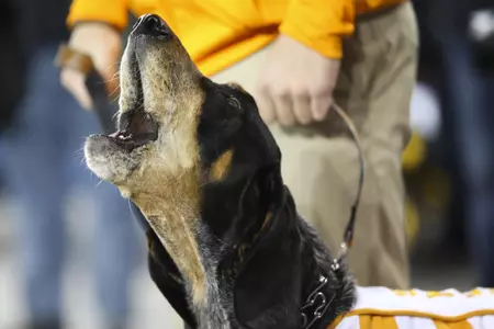 LEXINGTON, KY - OCTOBER 28, 2017 - Smokey X during the game between the Kentucky Wildcats and the Tennessee Volunteers at Kroger Field in Lexington, KY. Photo By Kyle Zedaker/Tennessee Athletics
