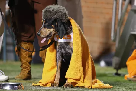 KNOXVILLE, TN - NOVEMBER 15, 2014 - Smokey X in a coone skin hat during the game between the Tennessee Volunteers and the Kentucky Wildcats at Neyland Stadium in Knoxville, TN. Photo By Matthew S. DeMaria/Tennessee Athletics