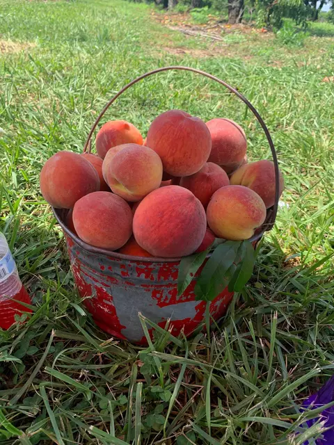 Peach Basket