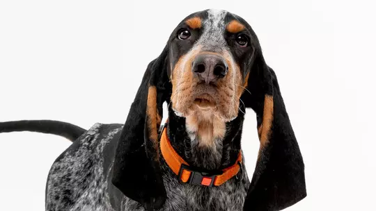 KNOXVILLE, TN - 2021.12.21 - Smokey XI Photoshoot