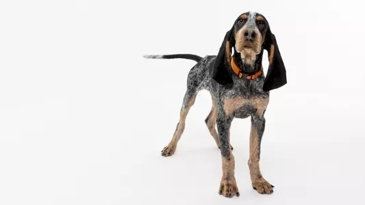 KNOXVILLE, TN - 2021.12.21 - Smokey XI