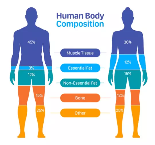 Human Body Composition graphic