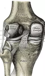 <b>The structure of the knee, as depicted in Gray's Anatomy</b>