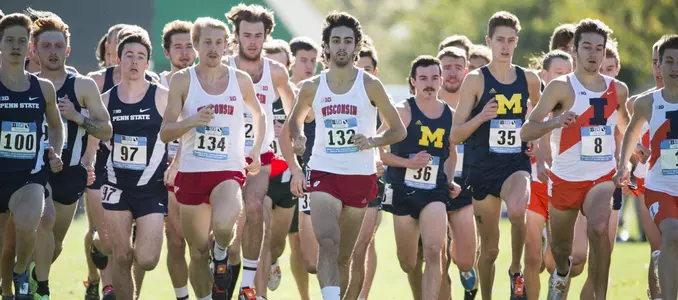 Badgers at the start of the race