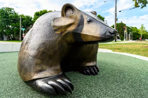 A bronze statue, titled The Badger, created by late Ho-Chunk artist Harry Whitehorse sits across from Camp Randall Stadium and the UW Field House at the University of Wisconsin-Madison on Sept. 17, 2019. (Photo by Bryce Richter /UW-Madison)