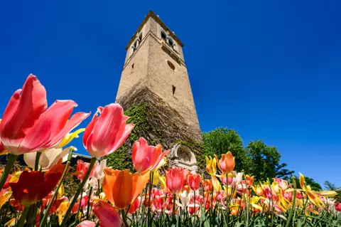The Carillon Tower at the University of Wisconsin-Madison is pictured with late spring tulips on May 23, 2019. (Photo by Bryce Richter /UW-Madison)