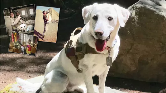 Casey the Marines dog with photos of her and her handler Andy Gundlach, a veteran who is now a Wisconsin rowing asst. coach.