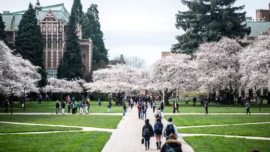 Washington Cherry Blossoms Quad