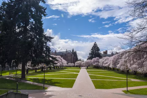 Cherry Trees Spring Break