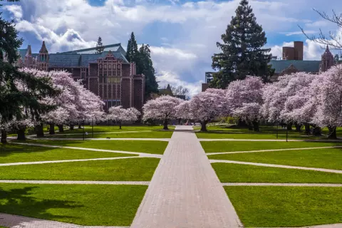 Cherry Trees Spring Break