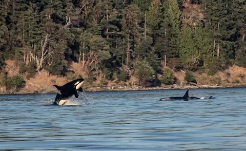 volleyball seattle recruiting