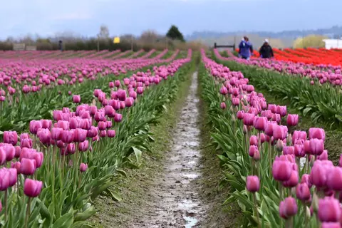 volleyball seattle recruiting