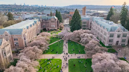 Overhead shot of cherry blossoms at UW