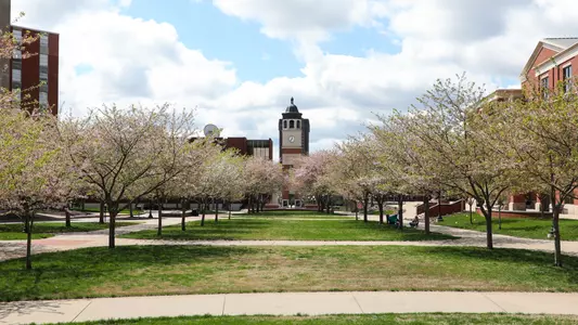 Campus - Cherry Blossoms