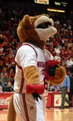 Cougars Invite Fans to Celebrate Selection Sunday